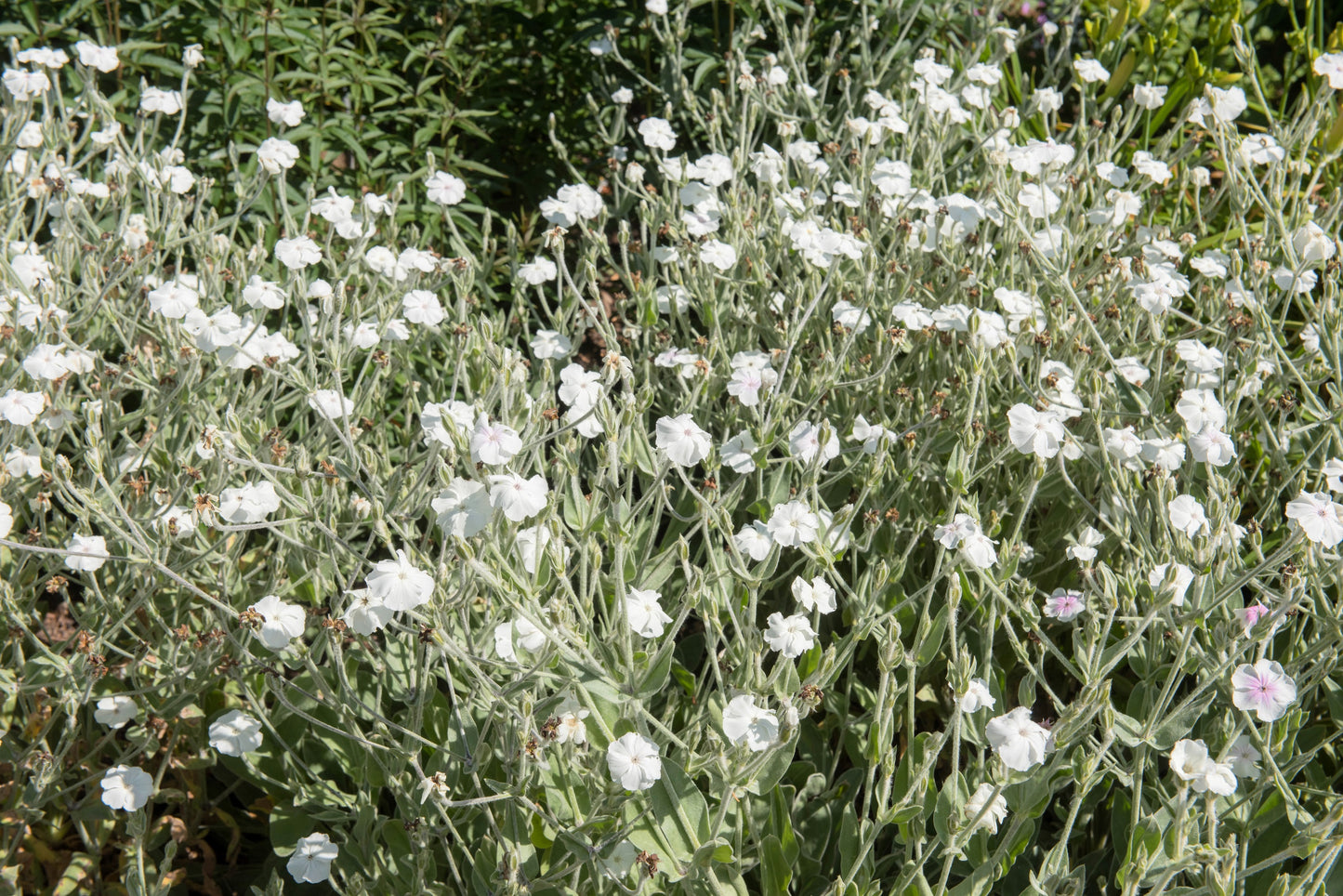 50 WHITE LYCHNIS Coronaria Alba (White Rose Campion / Evening Lychnis / Silene / White Cockle) Flower Seeds