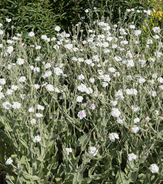 50 WHITE LYCHNIS Coronaria Alba (White Rose Campion / Evening Lychnis / Silene / White Cockle) Flower Seeds