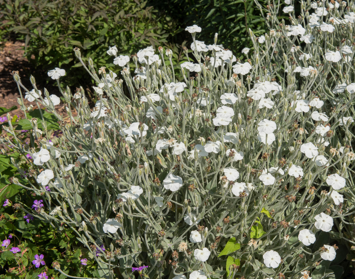 50 WHITE LYCHNIS Coronaria Alba (White Rose Campion / Evening Lychnis / Silene / White Cockle) Flower Seeds