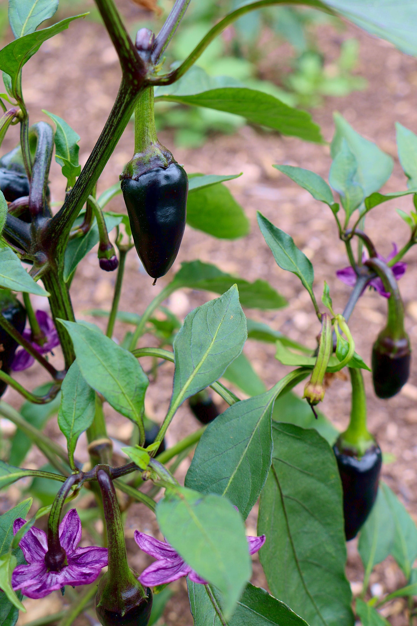 40 Organic PURPLE JALAPENO PEPPER Capsicum Annuum Hot Mexican Chili Vegetable Seeds