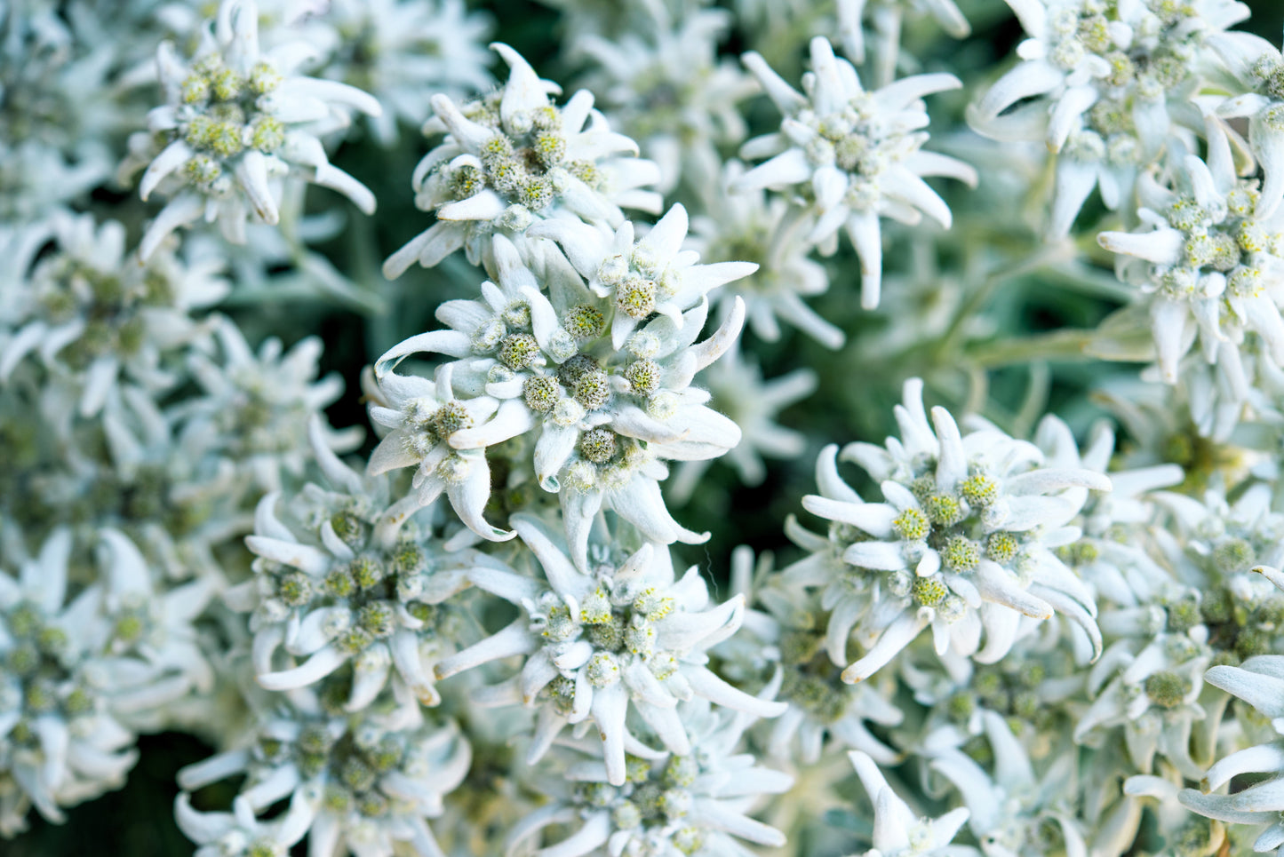 50 EDELWEISS Leontopodium Alpinum White Flower Seeds