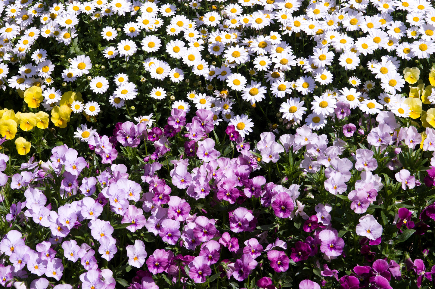 100 White DWARF CREEPING DAISY Chrysanthemum Paludosum Flower Seeds