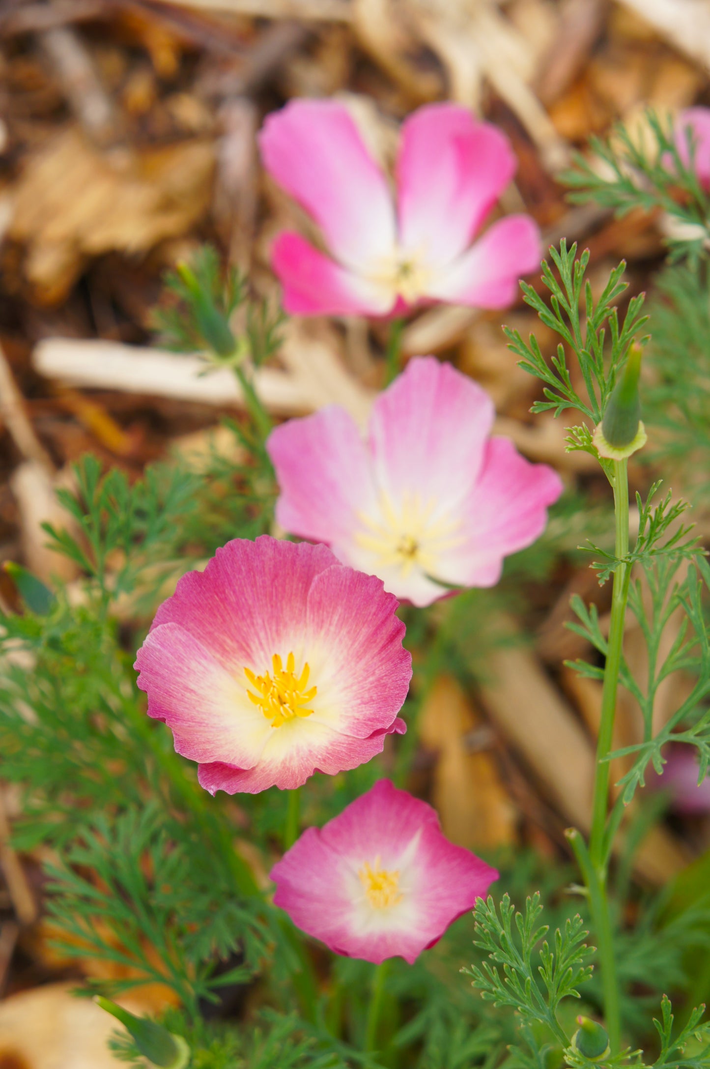 500 CARMINE King CALIFORNIA POPPY Pink Eschscholzia Californica Flower Seeds