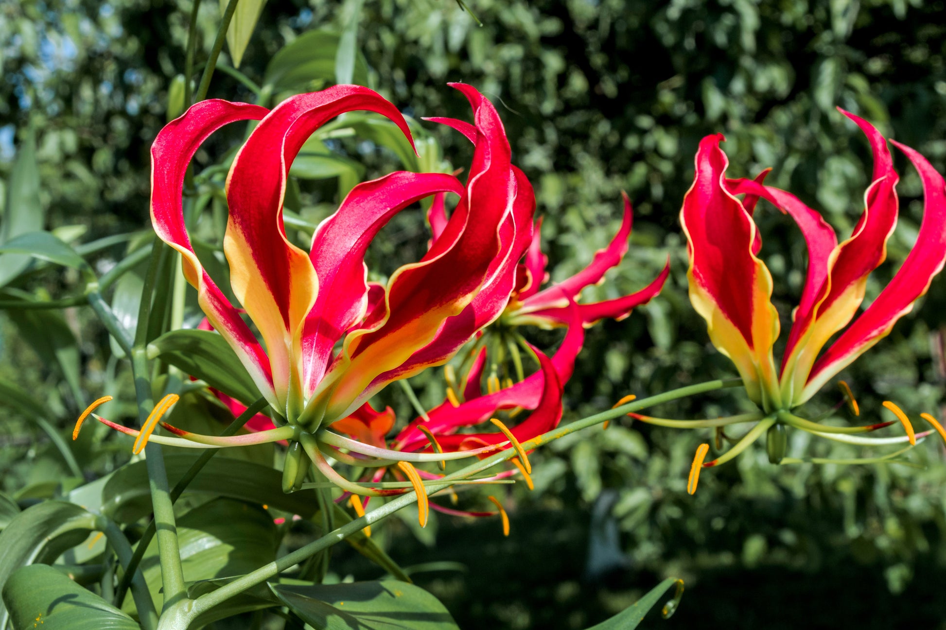 flaming lily flower 10 RED GLORIOSA LILY Flame Lily Gloriosa Superba Red & Yellow Flower Vine Seeds