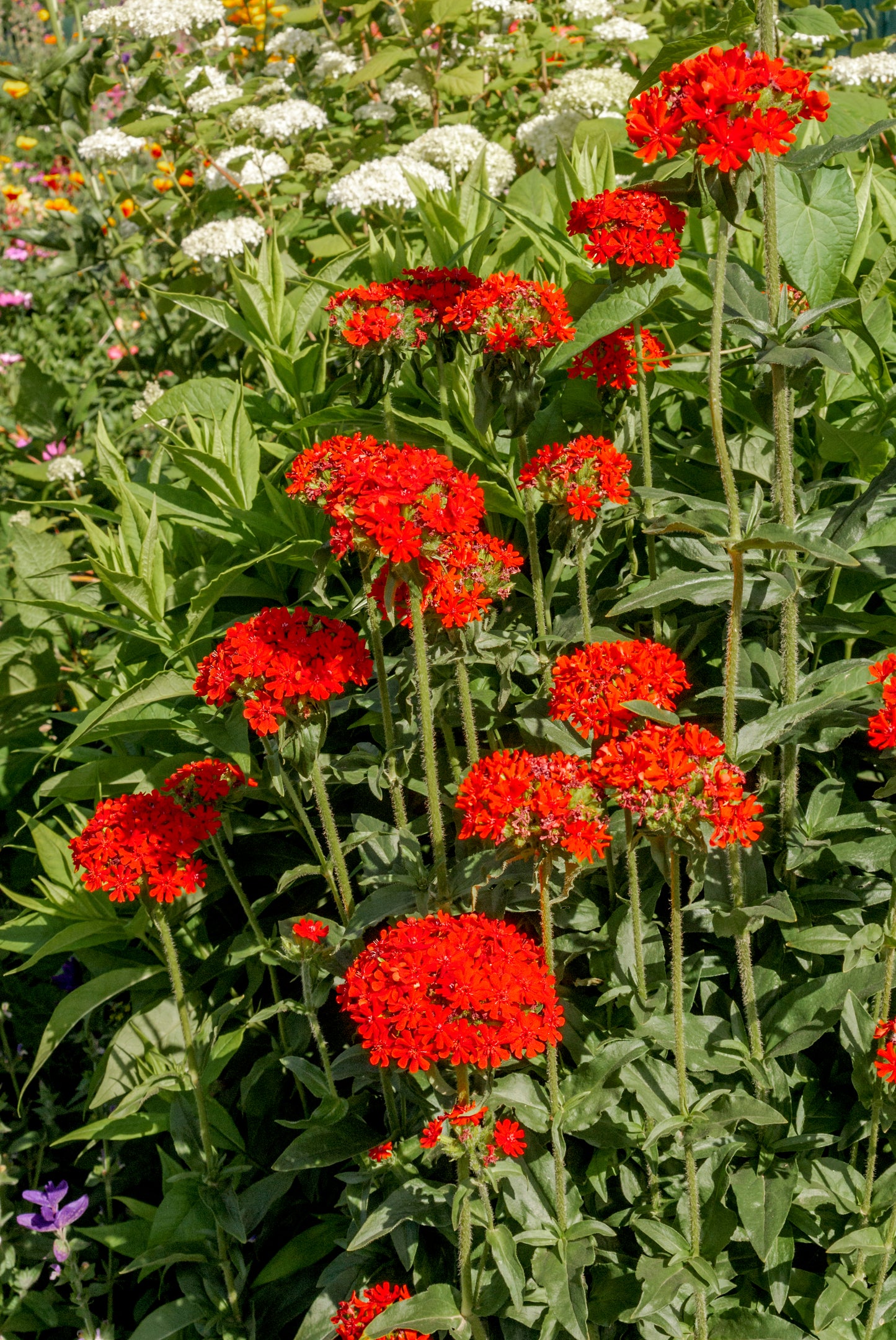 70 RED LYCHNIS Chalcedonica Campion Maltese Cross Flower Seeds