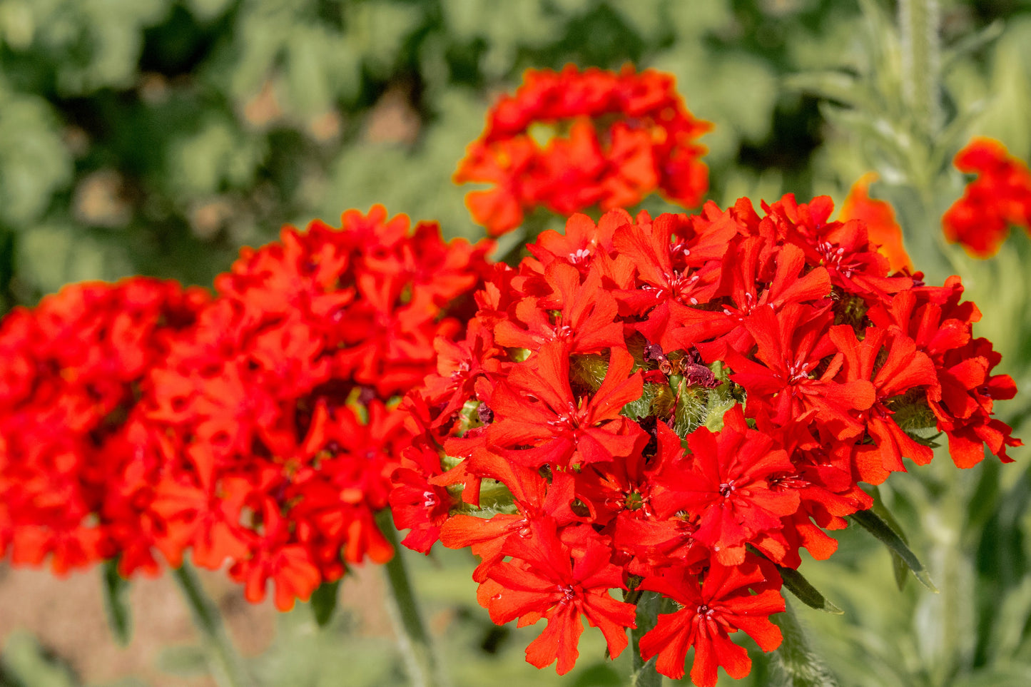 70 RED LYCHNIS Chalcedonica Campion Maltese Cross Flower Seeds