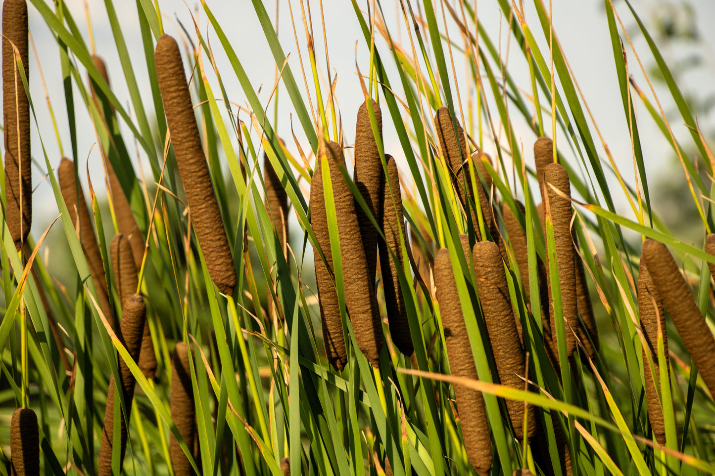 50 CATTAILS Cat Tails Typha Latifolia Water Pond Grass Flower Seeds