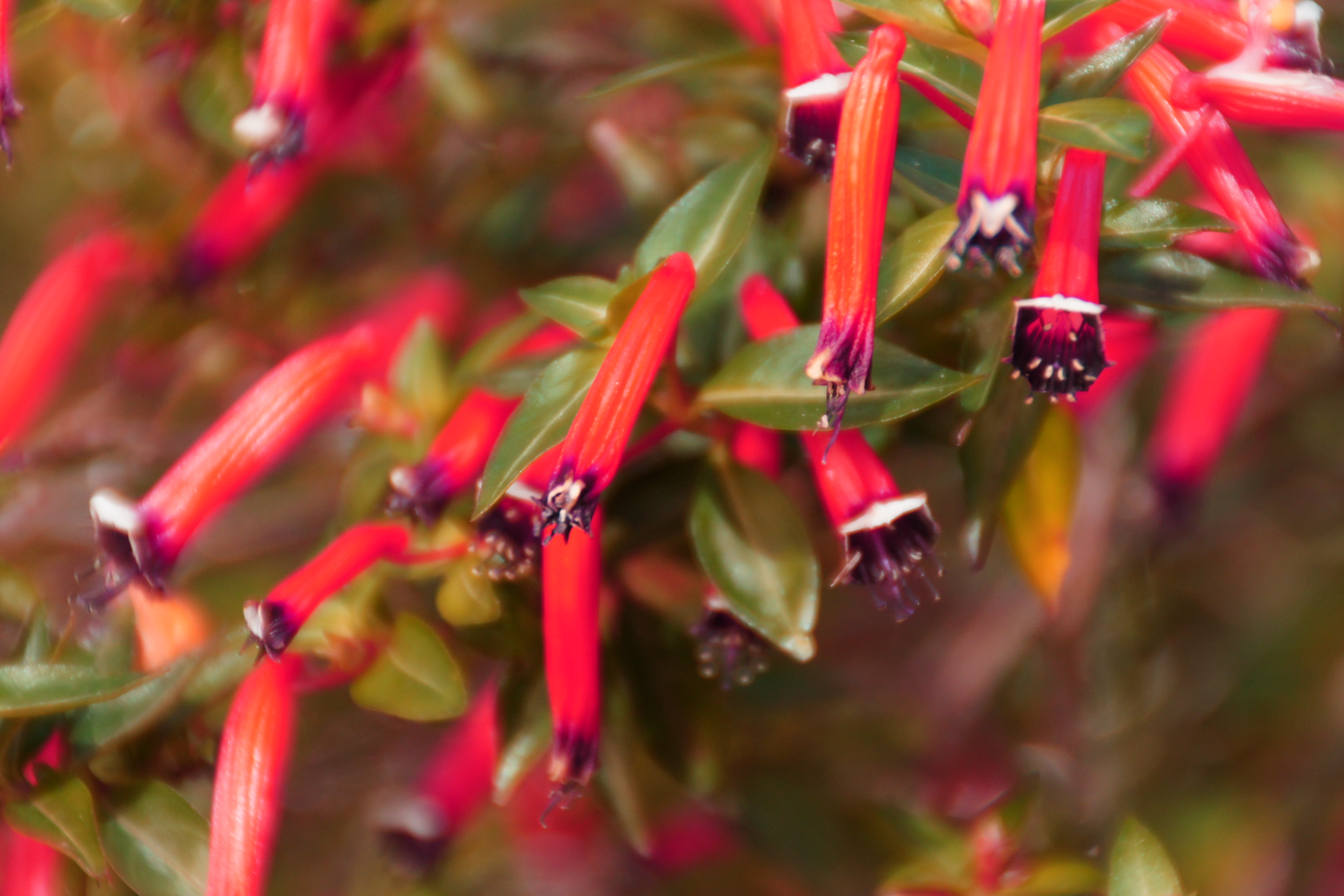 10 MIXED CIGAR PLANT Cuphea Ignea Red Pink White Firecracker Flower Seeds