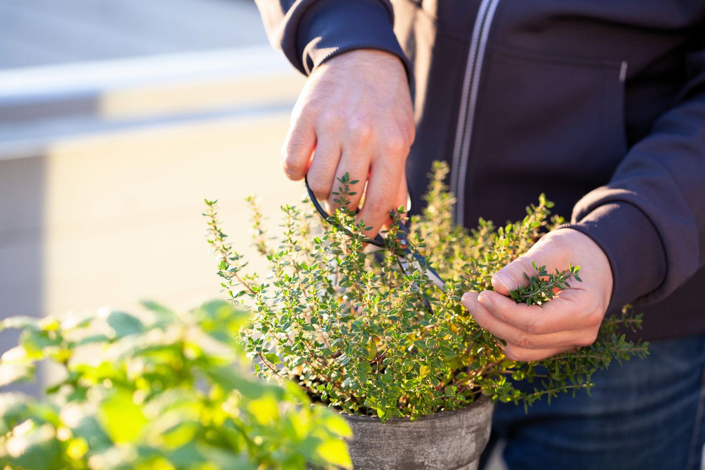 30 ORANGE THYME Orangelo Thymus Vulgaris Fragrantissimus Culinary Herb Seeds