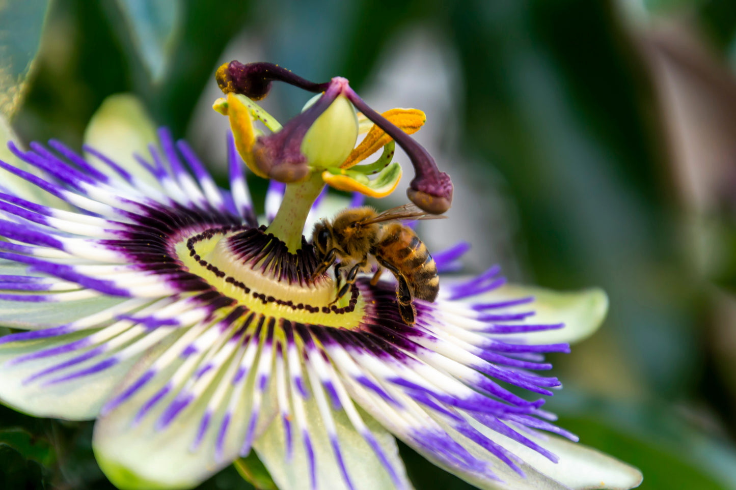 20 PURPLE PASSION FRUIT Passionflower Granadilla Passiflora Edulis Flower Vine Seeds