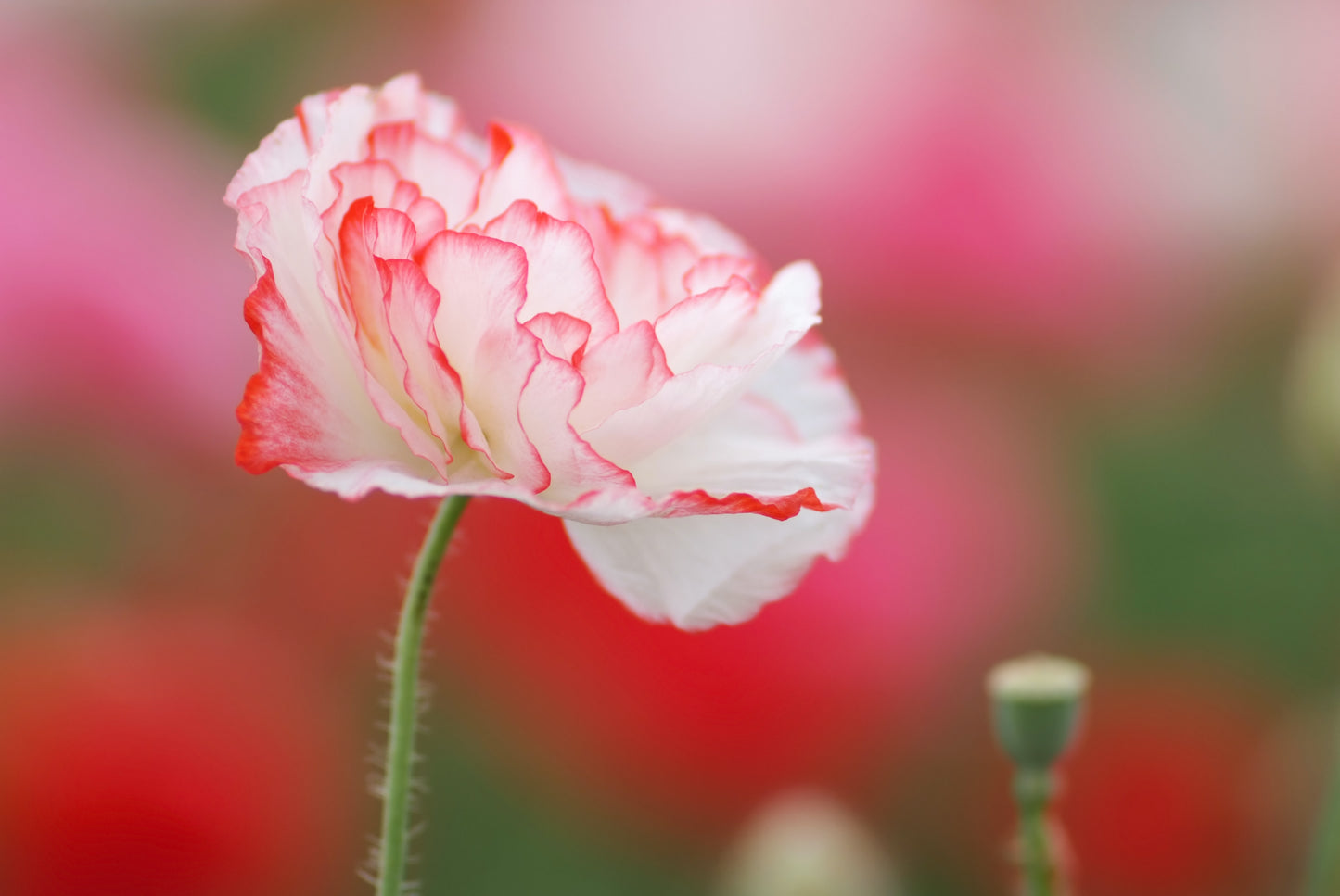 1000 Mixed Colors DOUBLE SHIRLEY POPPY Papaver Rhoeas Flower Seeds
