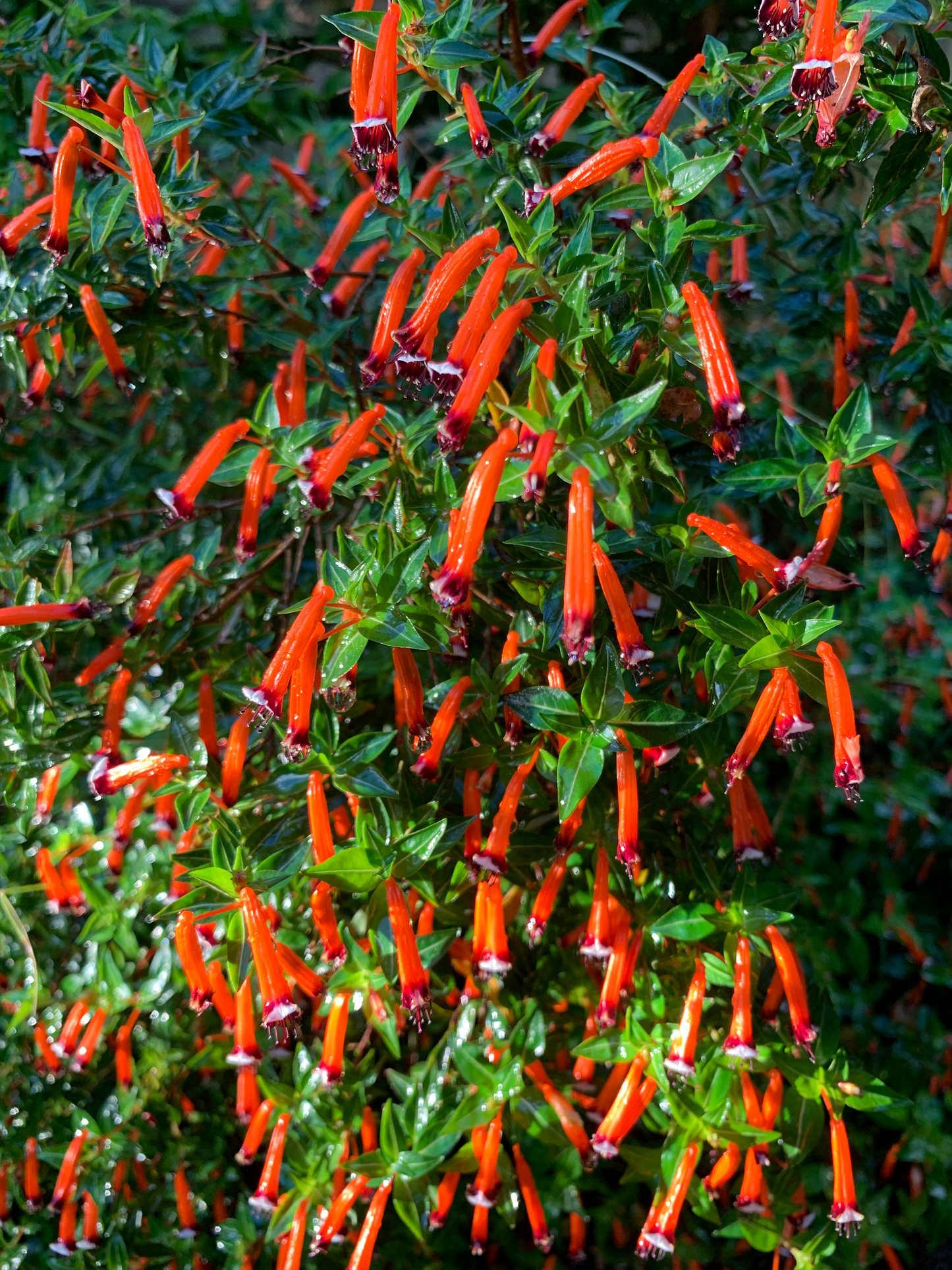 10 Red CIGAR PLANT Mexican Firecracker Cuphea Ignea Hummingbird Flower Seeds