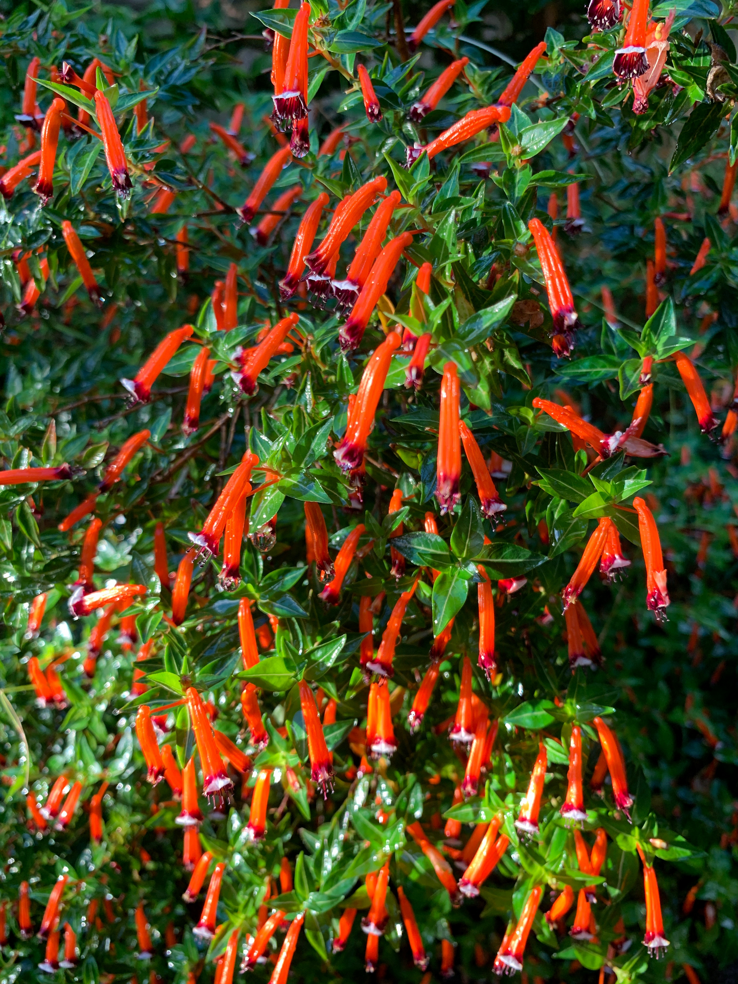 10 MIXED CIGAR PLANT Cuphea Ignea Red Pink White Firecracker Flower Seeds