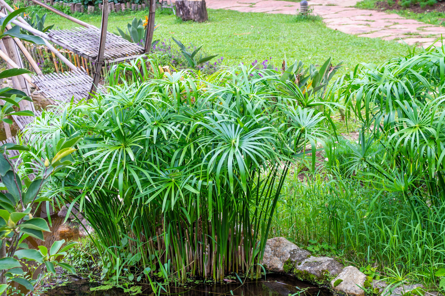 umbrella palm pond plant 50 UMBRELLA PLANT CYPERUS Alternifolius Papyrus Grass Umbrella Palm Flower Seeds
