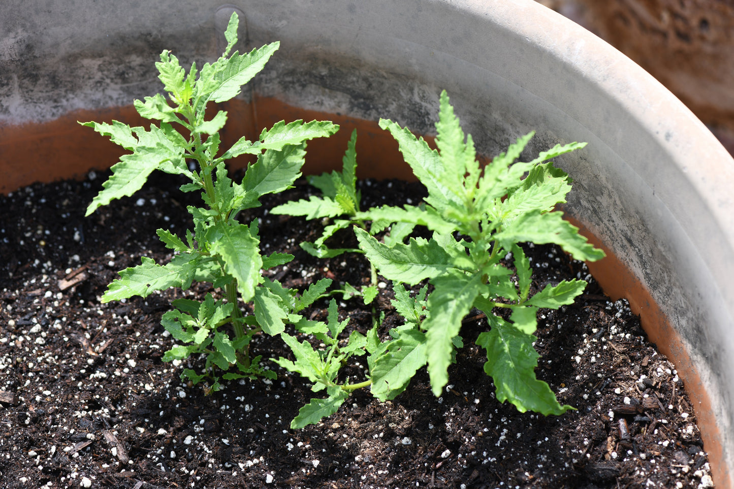 300 EPAZOTE (Mexican Tea) Chenopodium Ambrosioides  Dysphania Herb Flower Seeds