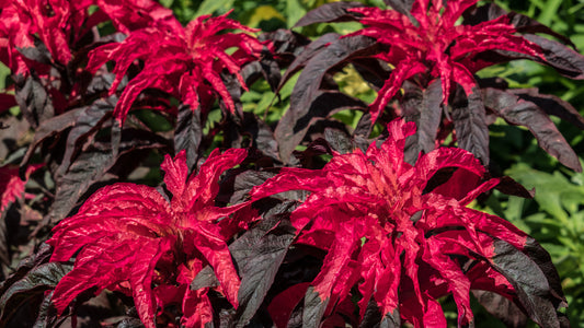 100 Tricolor EARLY SPLENDOR AMARANTHUS Hypochondricus Flower Seeds