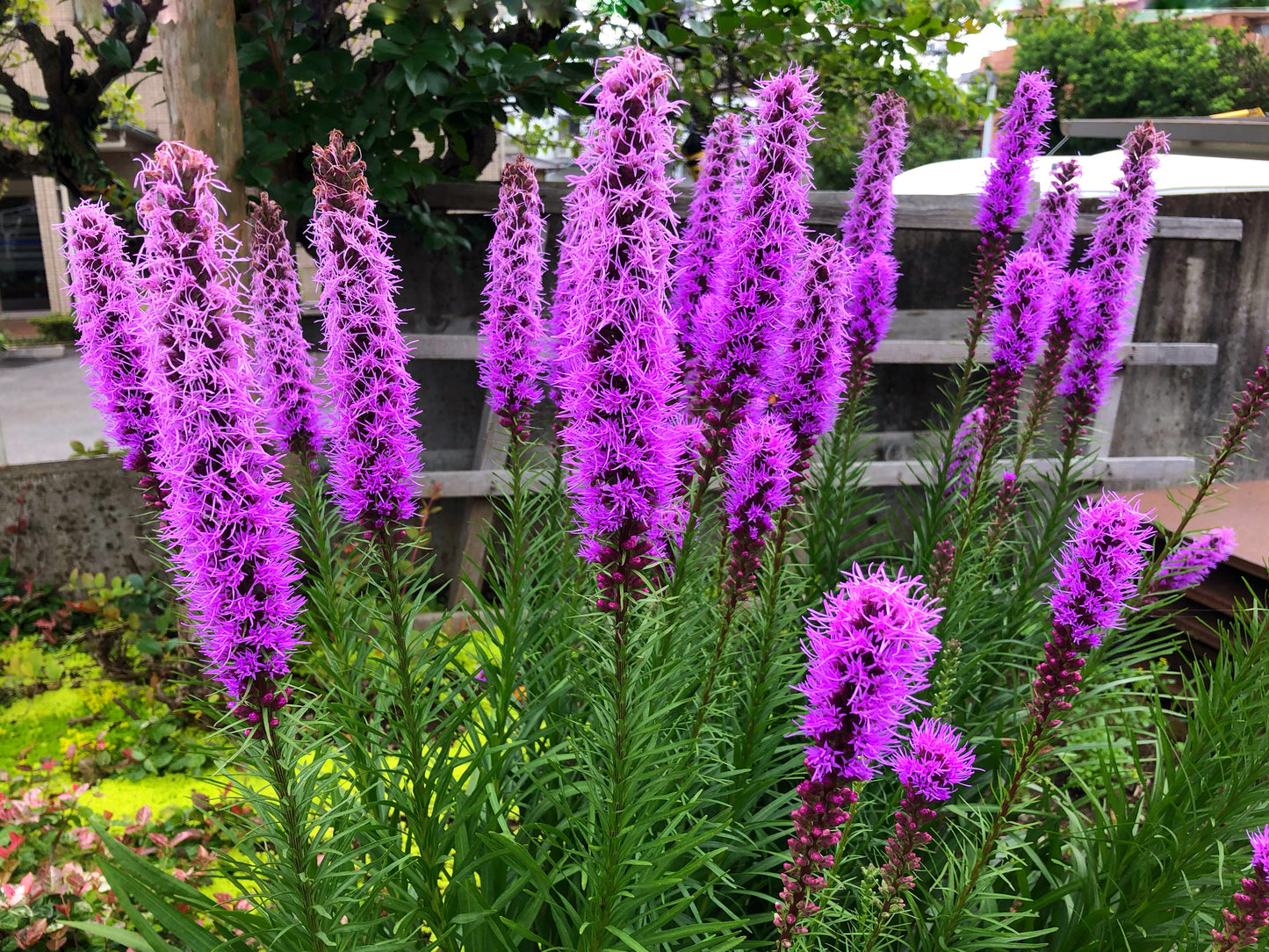 500 Purple BLAZING STAR Gayfeather LIATRIS Spicata Flower Seeds