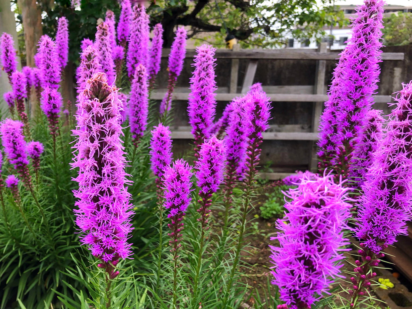 500 Purple BLAZING STAR Gayfeather LIATRIS Spicata Flower Seeds