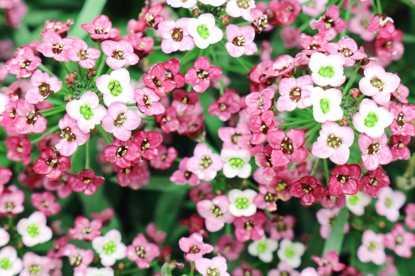 400 RAINBOW ROCKCRESS Rock Cress Large Flowered Aubrieta Cultorum Flower Seeds