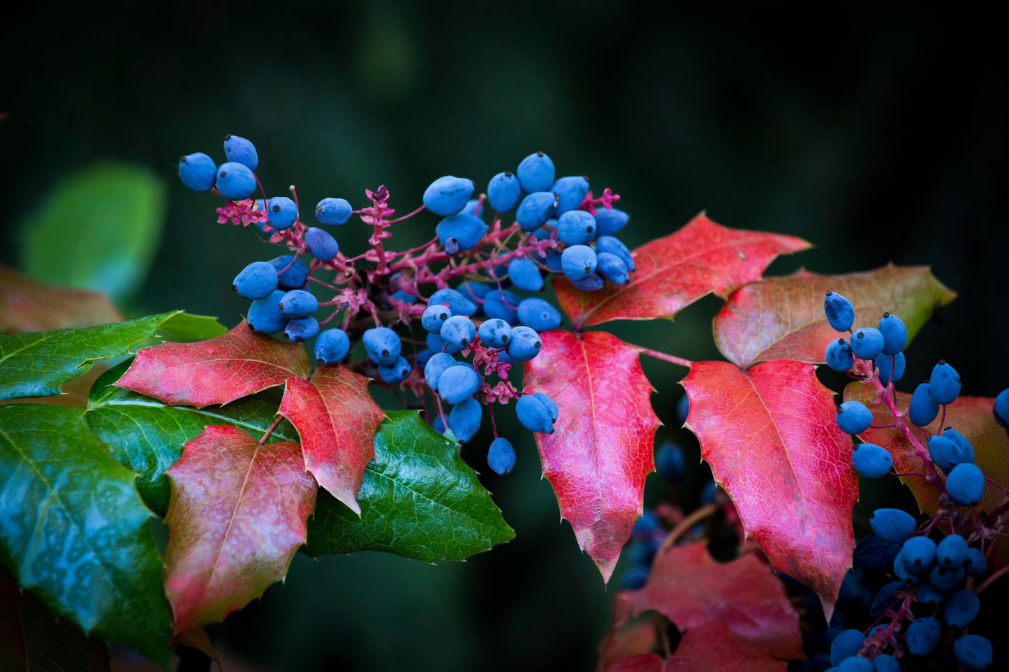 20 OREGON GRAPE Holly Fruit Vine Hollyleaved Barberry Mahonia Aquifolium Seeds