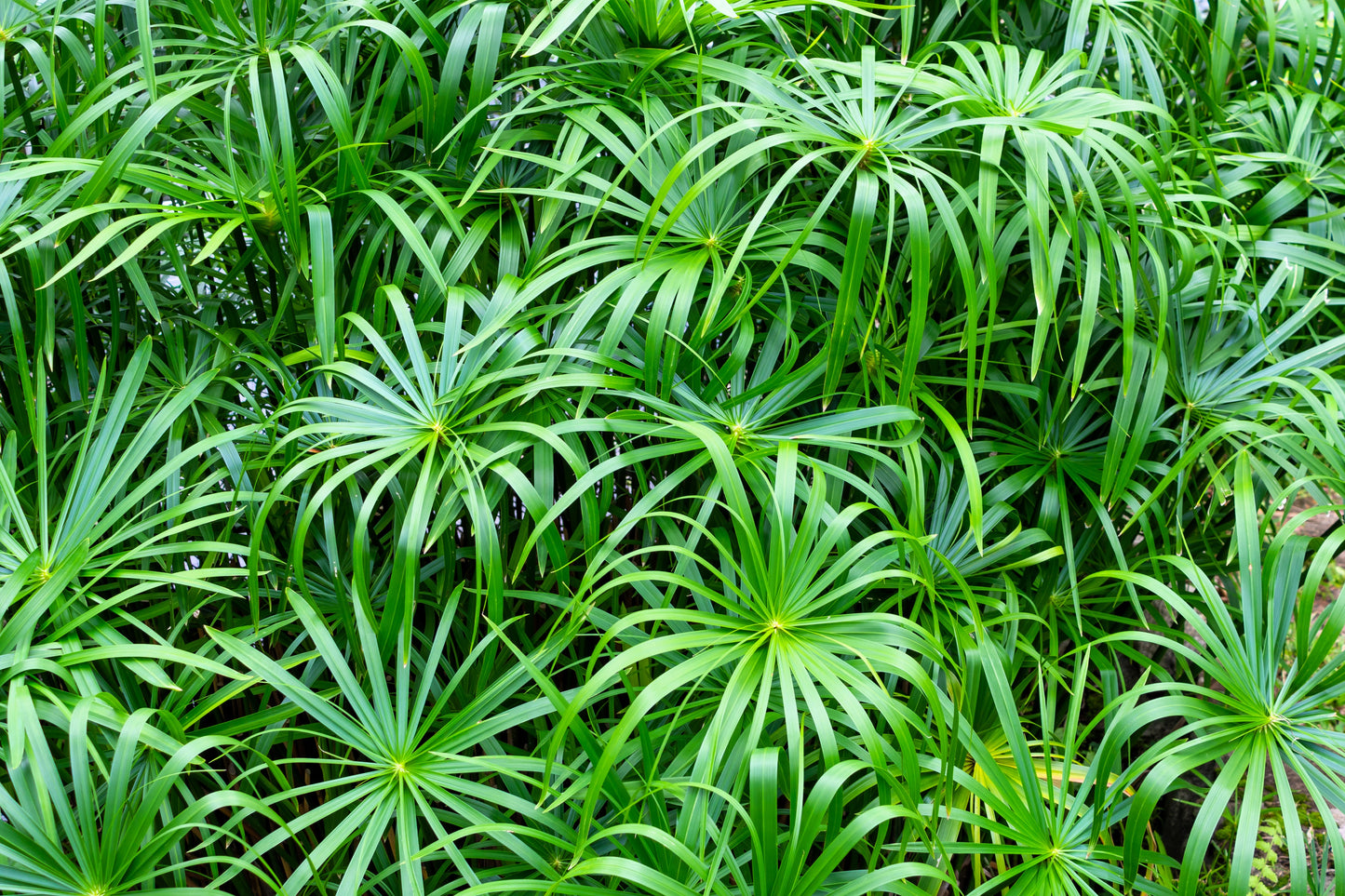 50 UMBRELLA PALM TREE Cyperus Involucratus Papayrus Sedge Seeds