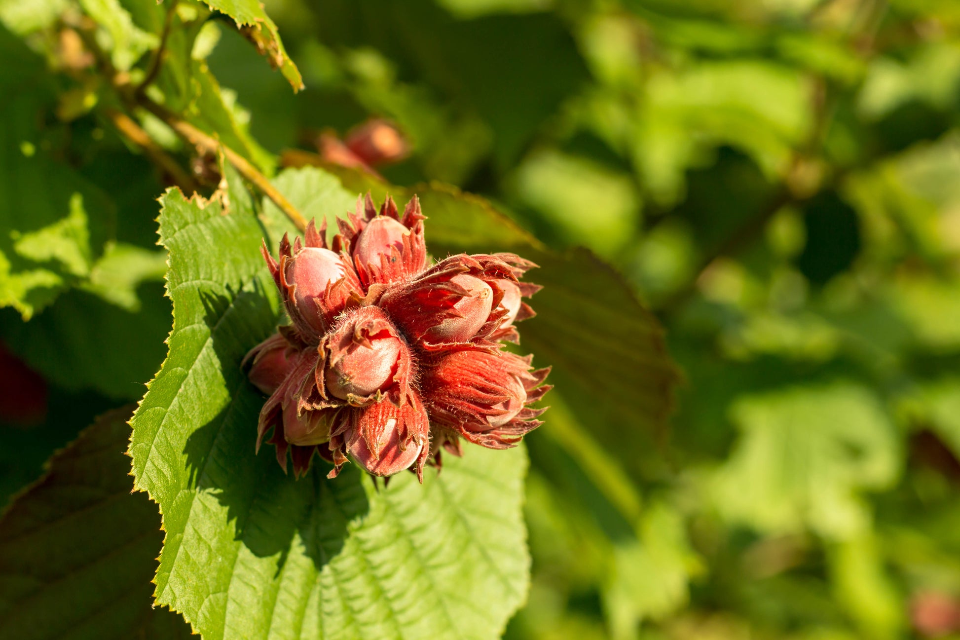 5 AMERICAN HAZELNUT TREE aka Filbert Corylus Americana Fruit Nut Seeds   Seedville USA