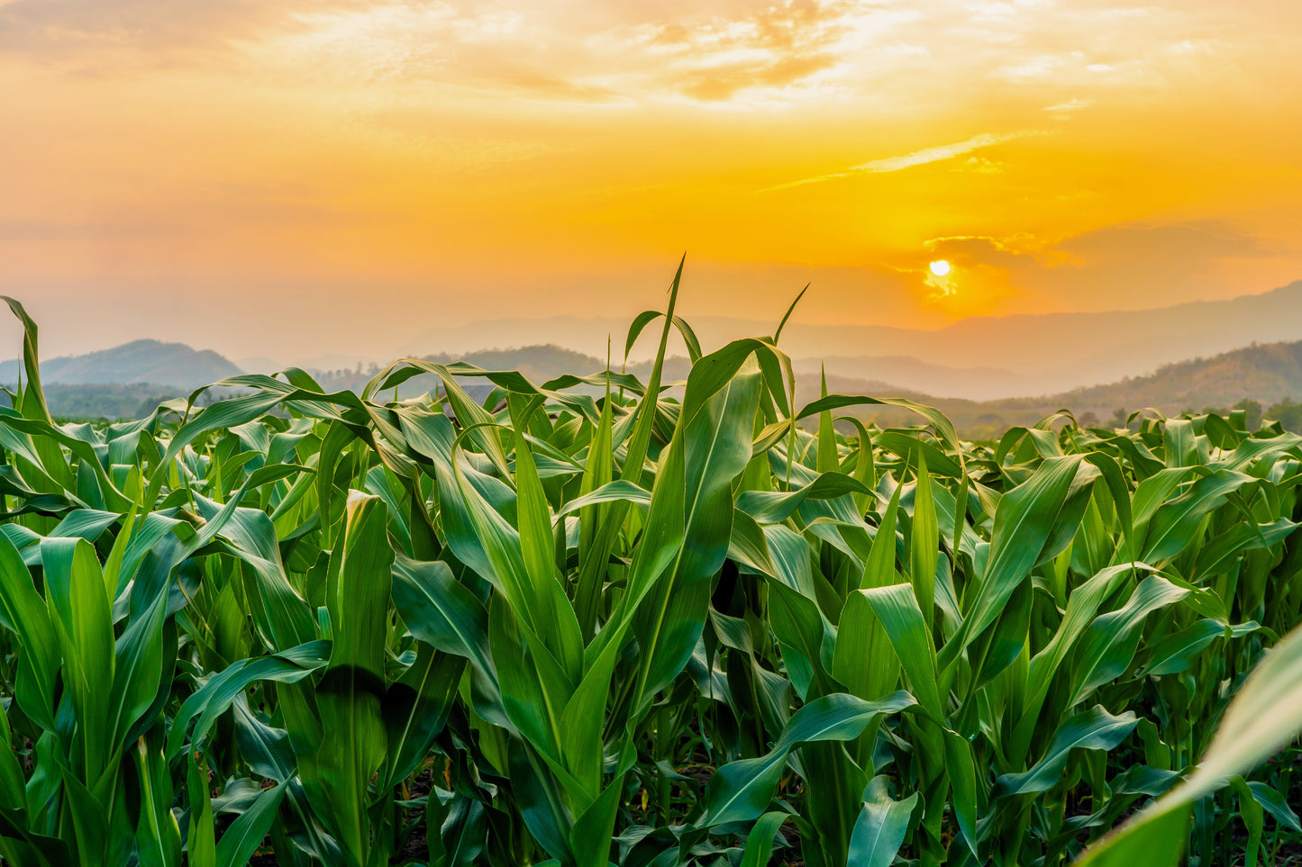 60 BICOLOR CORN DELECTABLE Yellow & White Zea Mays Vegetable Seeds