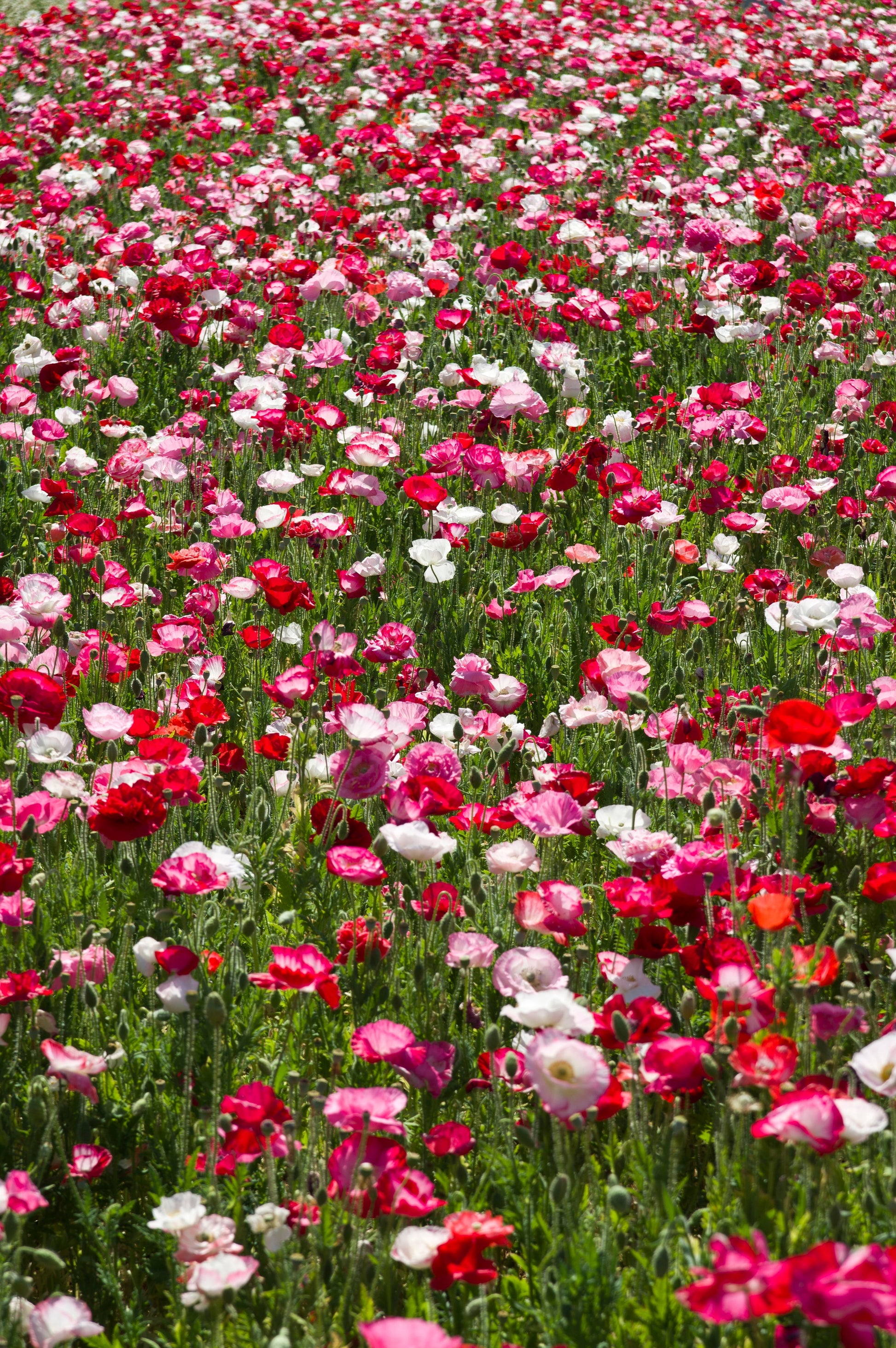 field poppy plants 2000 MIXED Colors SHIRLEY POPPY ( aka Corn / Field / Flanders ) Papave –  Seedville USA