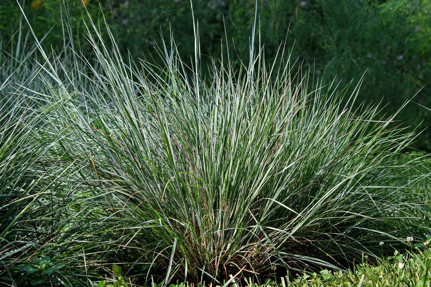 300 LITTLE BLUESTEM GRASS Schizachyrium Scoparius Seeds