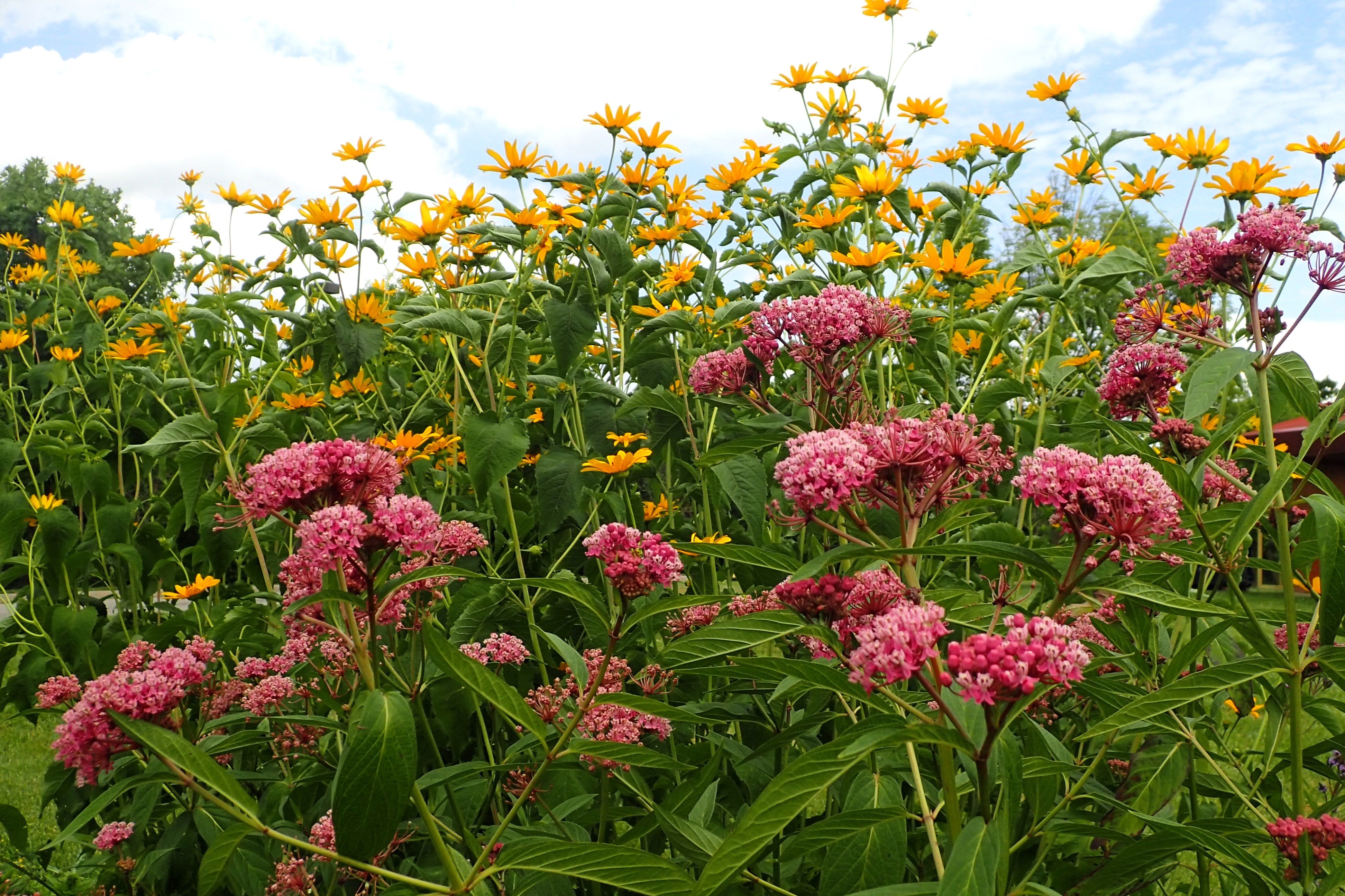 Seedville Cinderella Milkweed Seeds - Thumbnail 4