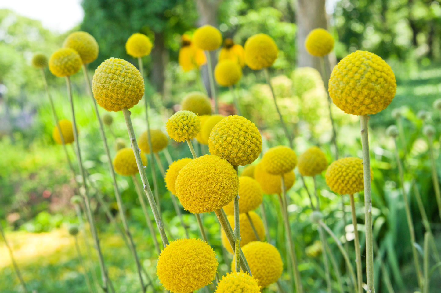 20 Yellow BILLY BUTTONS / WOLLYHEADS Craspedia Globosa Flower Seeds