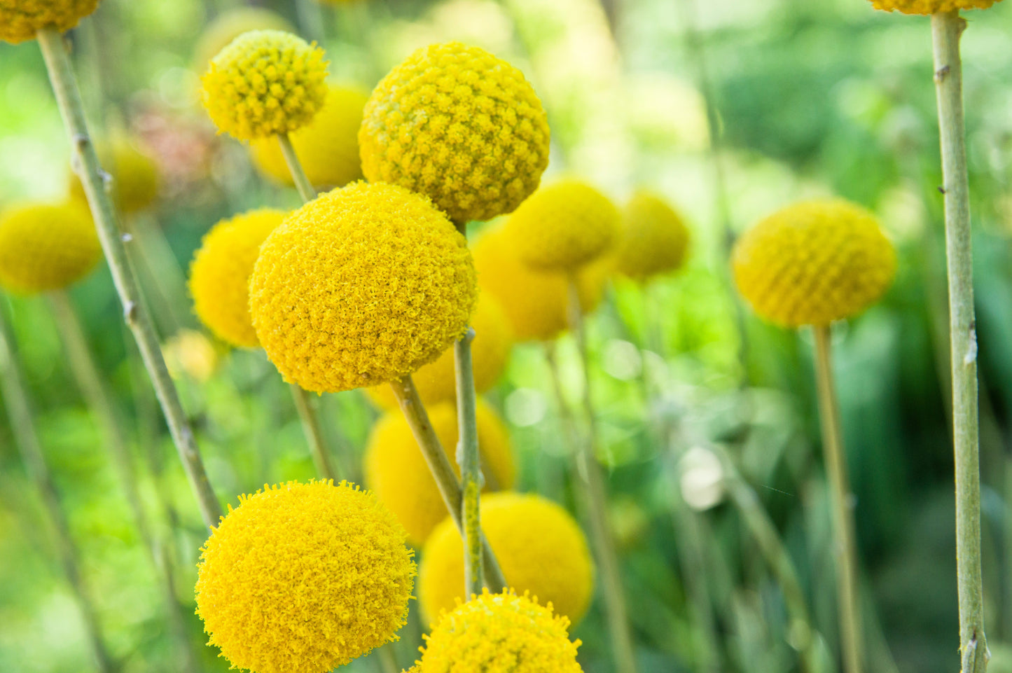 20 Yellow BILLY BUTTONS / WOLLYHEADS Craspedia Globosa Flower Seeds