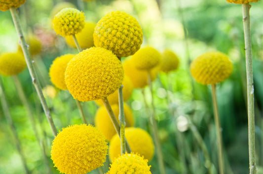 20 Yellow BILLY BUTTONS / WOLLYHEADS Craspedia Globosa Flower Seeds