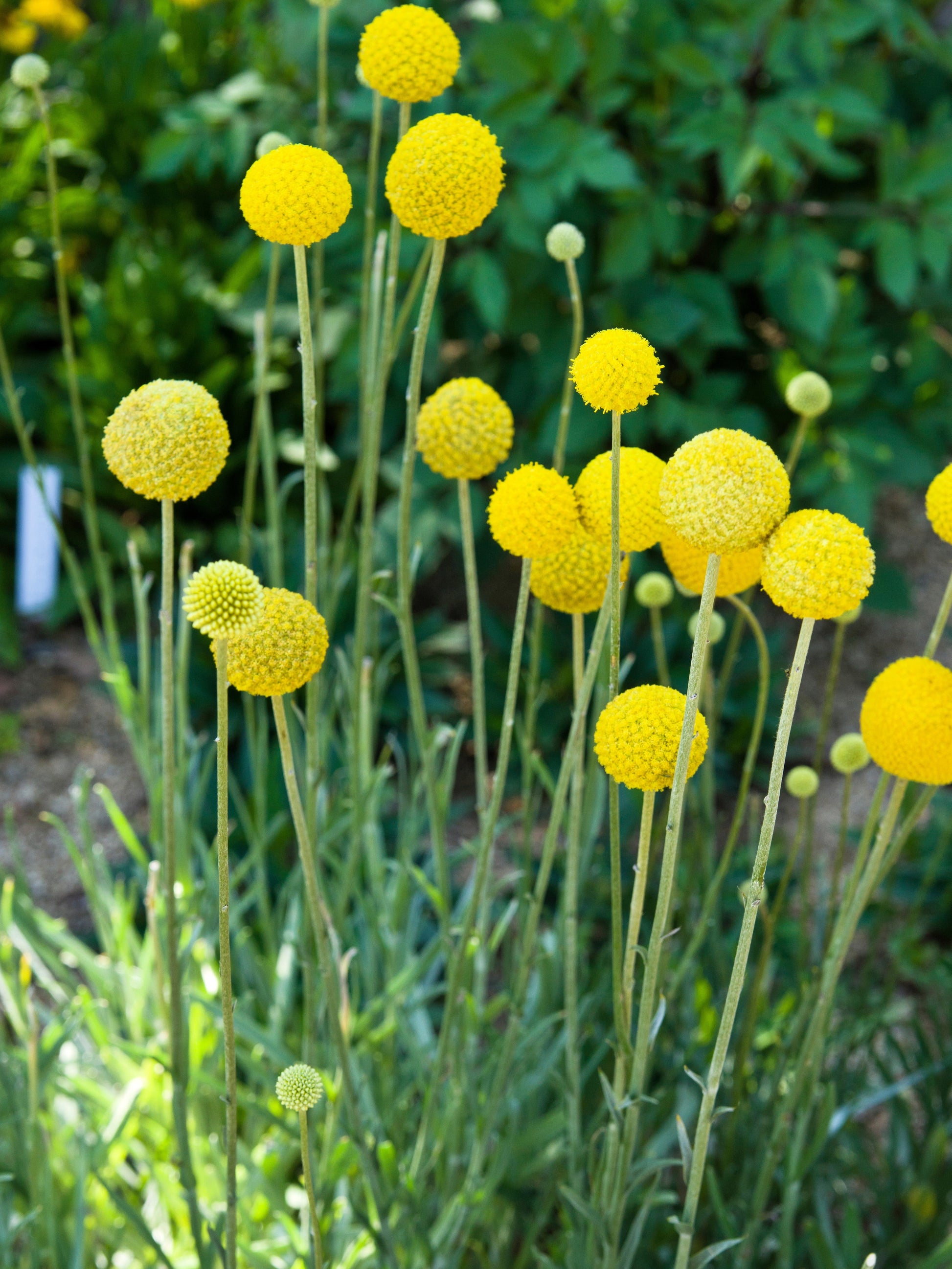 craspedia flower seeds 20 Yellow BILLY BUTTONS / WOLLYHEADS Craspedia Globosa Flower Seeds