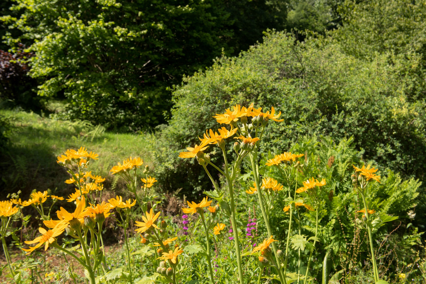 250 MAXIMILIAN (Prairie) SUNFLOWER Helianthus Maximiliani Flower Seeds