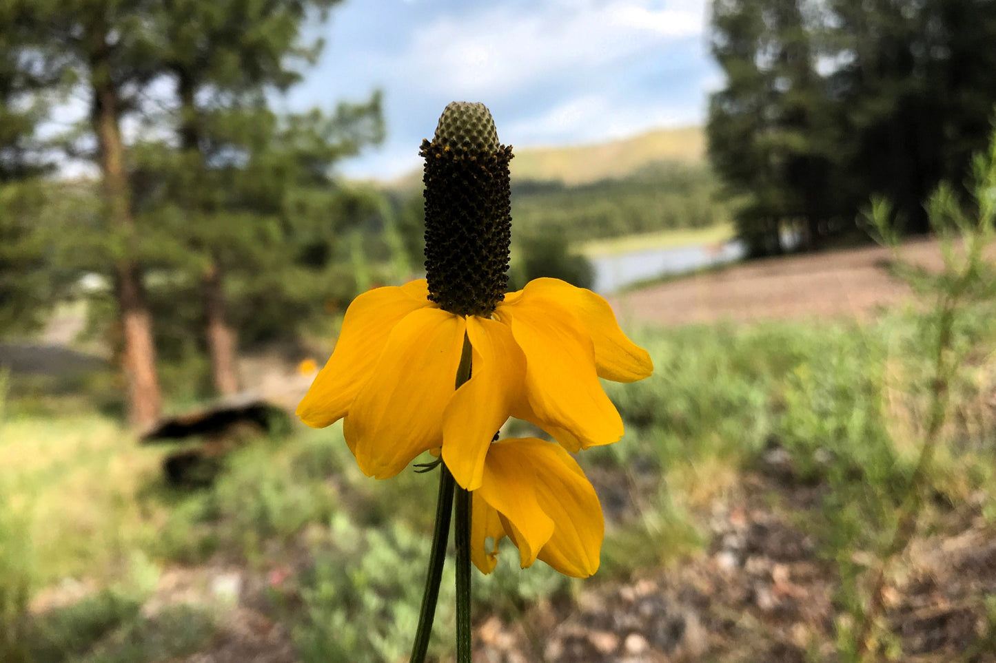 3000 CLASPING CONEFLOWER Rudbeckia Amplexicaulis Yellow Flower Seeds