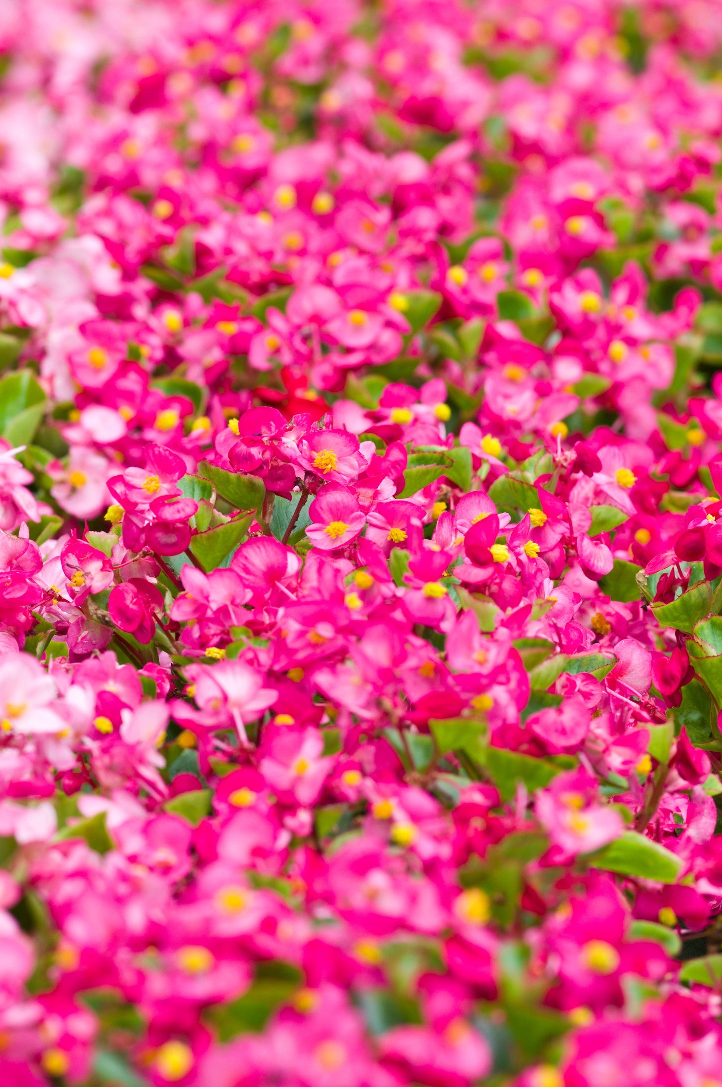 100 Rose PINK WAX BEGONIA Semperflorens Fibrous Shade Flower Seeds