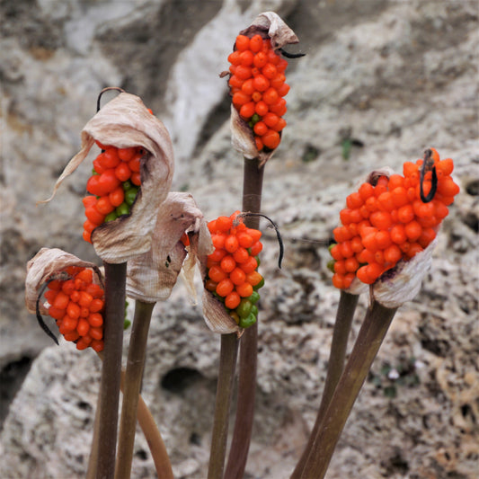 10 Dark RED ARUM Cyrenaicum - Orange Red Berries, Spotted Leaves - Flower Seeds