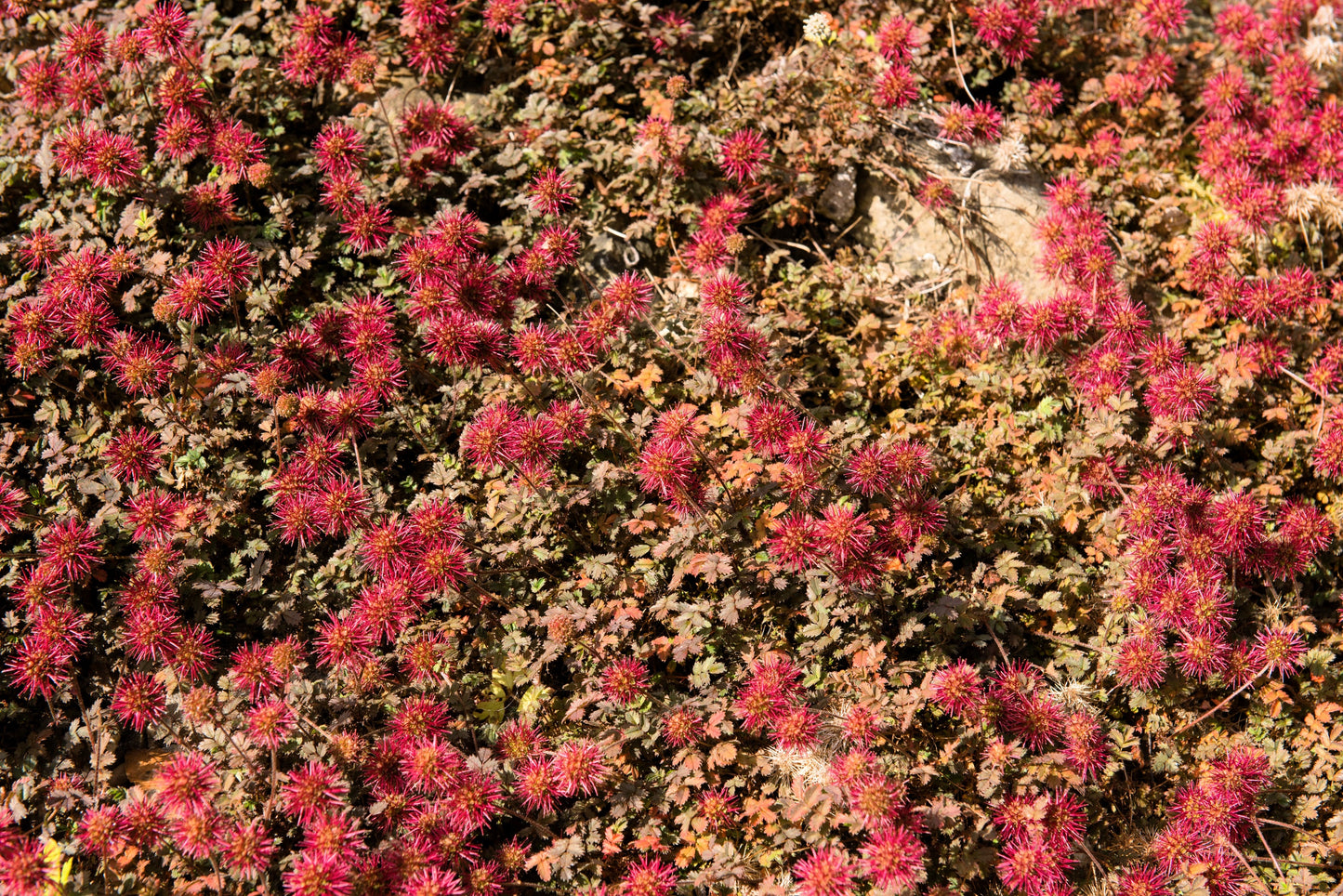 20 NEW ZEALAND BURRS Scarlet Piripiri Acaena Microphylla Flower Ground Cover Seeds