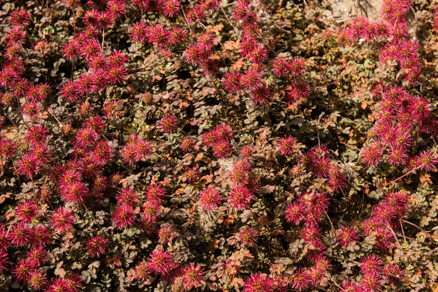 20 NEW ZEALAND BURRS Scarlet Piripiri Acaena Microphylla Flower Ground Cover Seeds