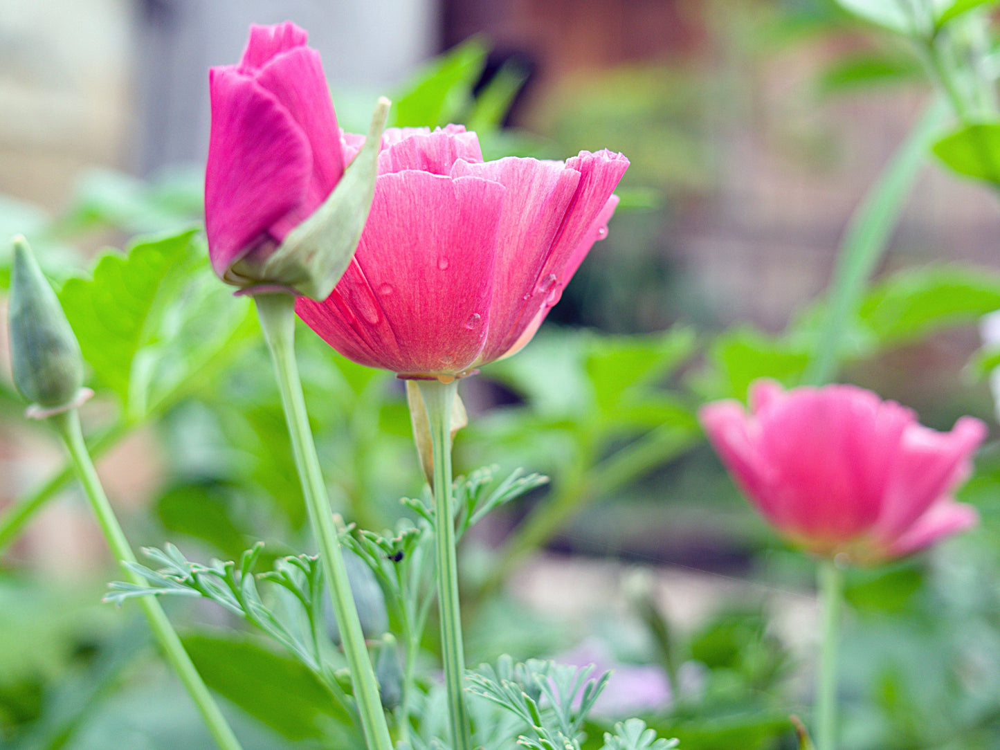 500 CARMINE King CALIFORNIA POPPY Pink Eschscholzia Californica Flower Seeds