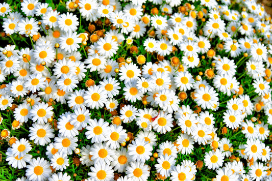 100 White DWARF CREEPING DAISY Chrysanthemum Paludosum Flower Seeds