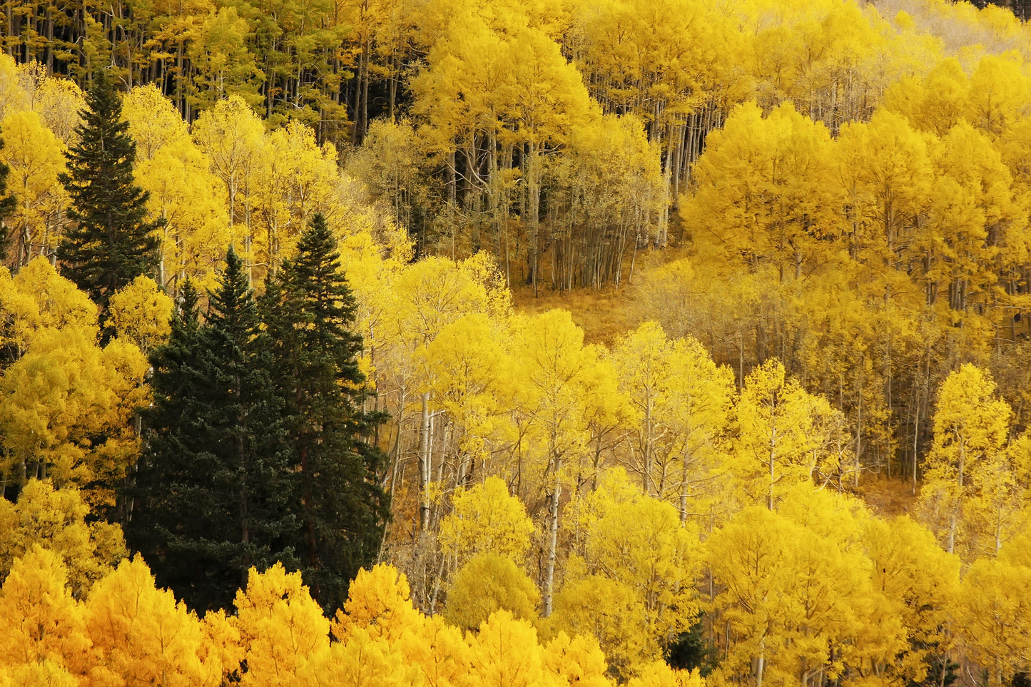 50 Golden QUAKING ASPEN TREE Populus Tremuloides White Bark Yellow Fall Cold Hardy Seeds