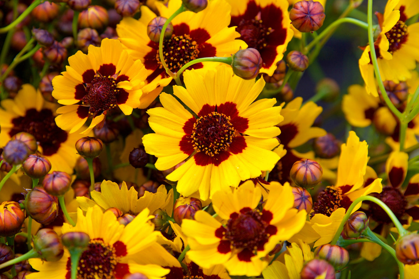 1000 GOLDEN WAVE COREOPSIS (Goldenmane Tickseed) Coreopsis Basalis Flower Seeds