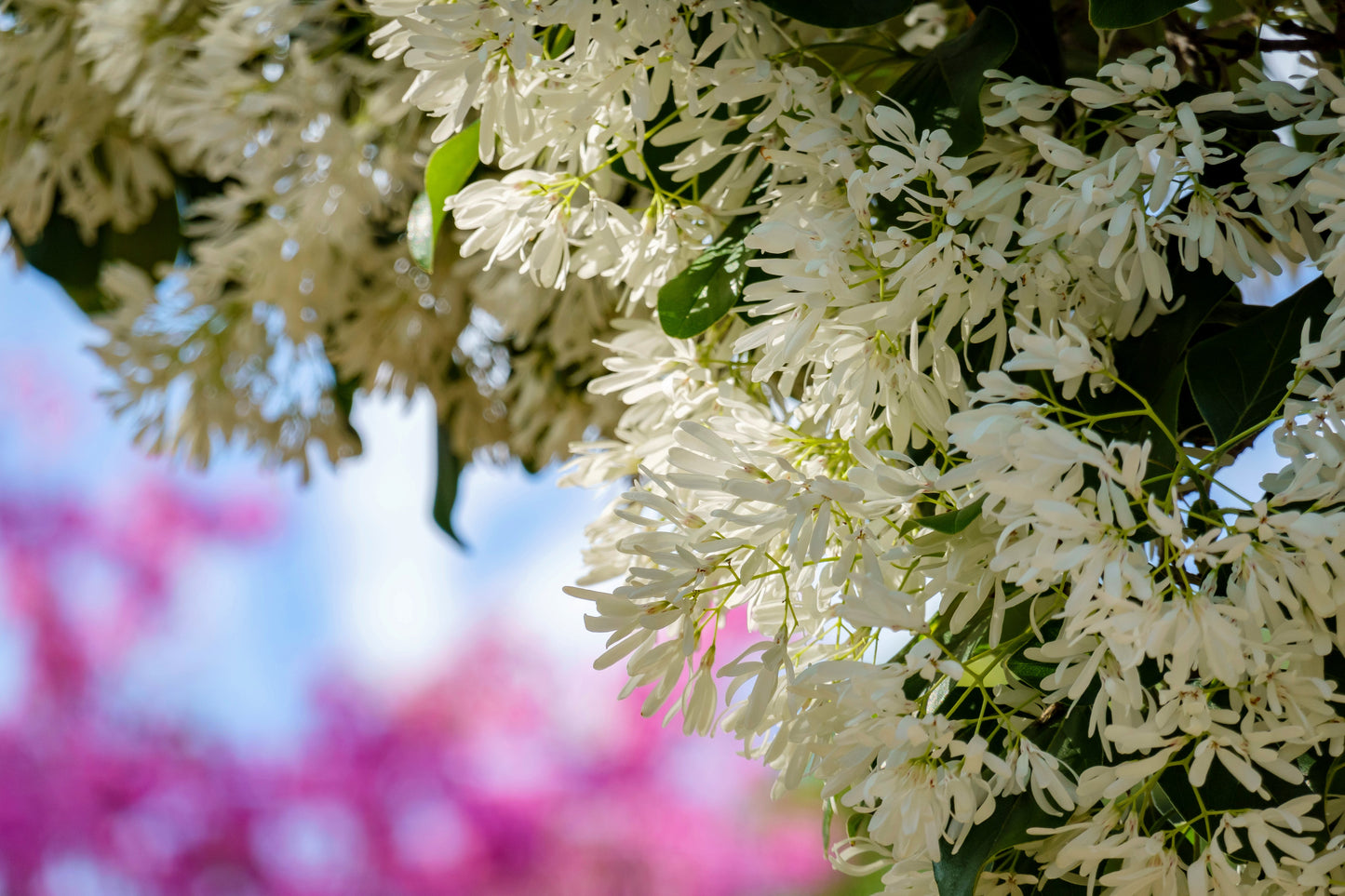 3 FRINGE TREE Chionanthus Virginicus Old Man's Beard White Flower Seeds