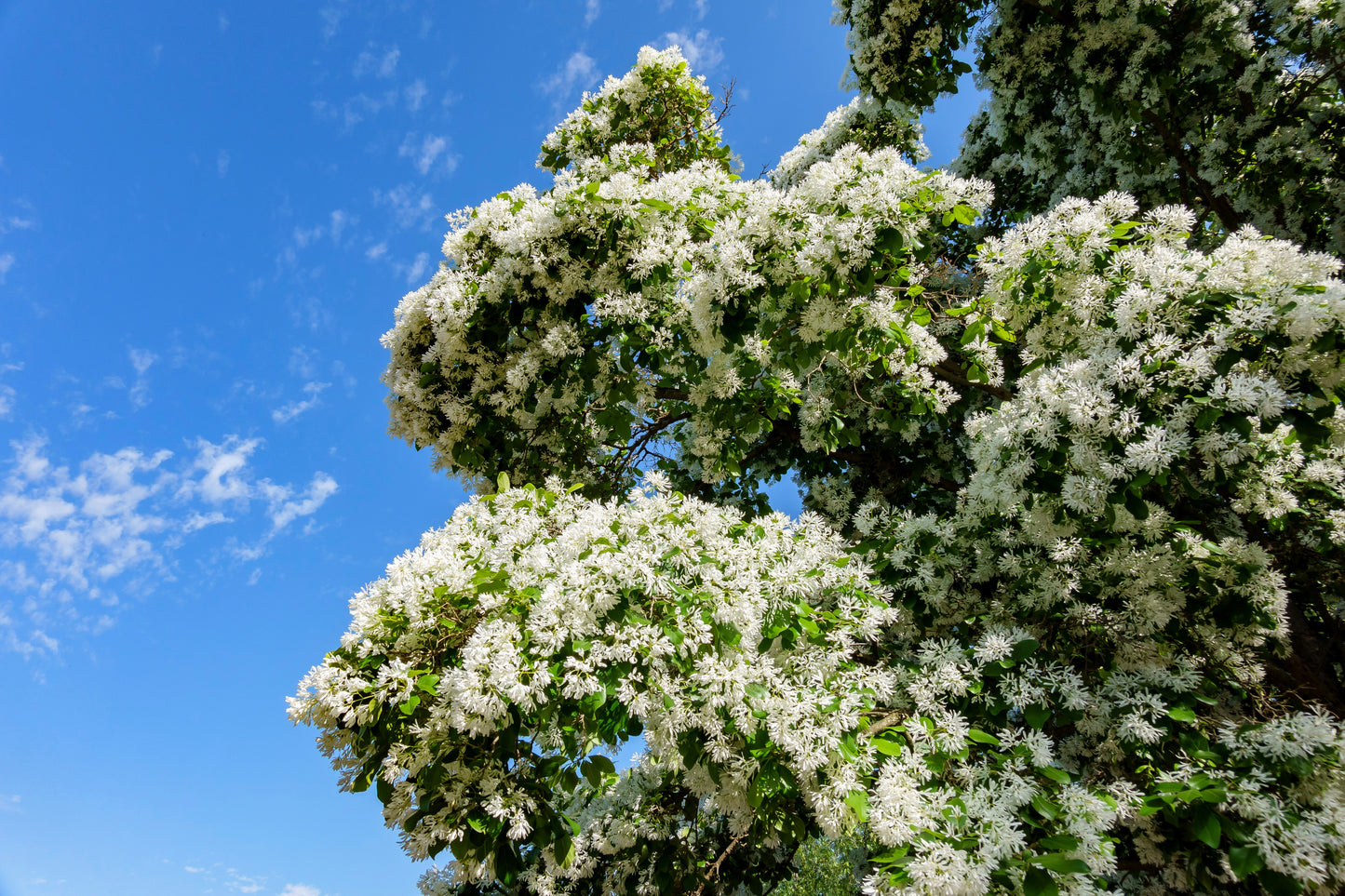 3 FRINGE TREE Chionanthus Virginicus Old Man's Beard White Flower Seeds