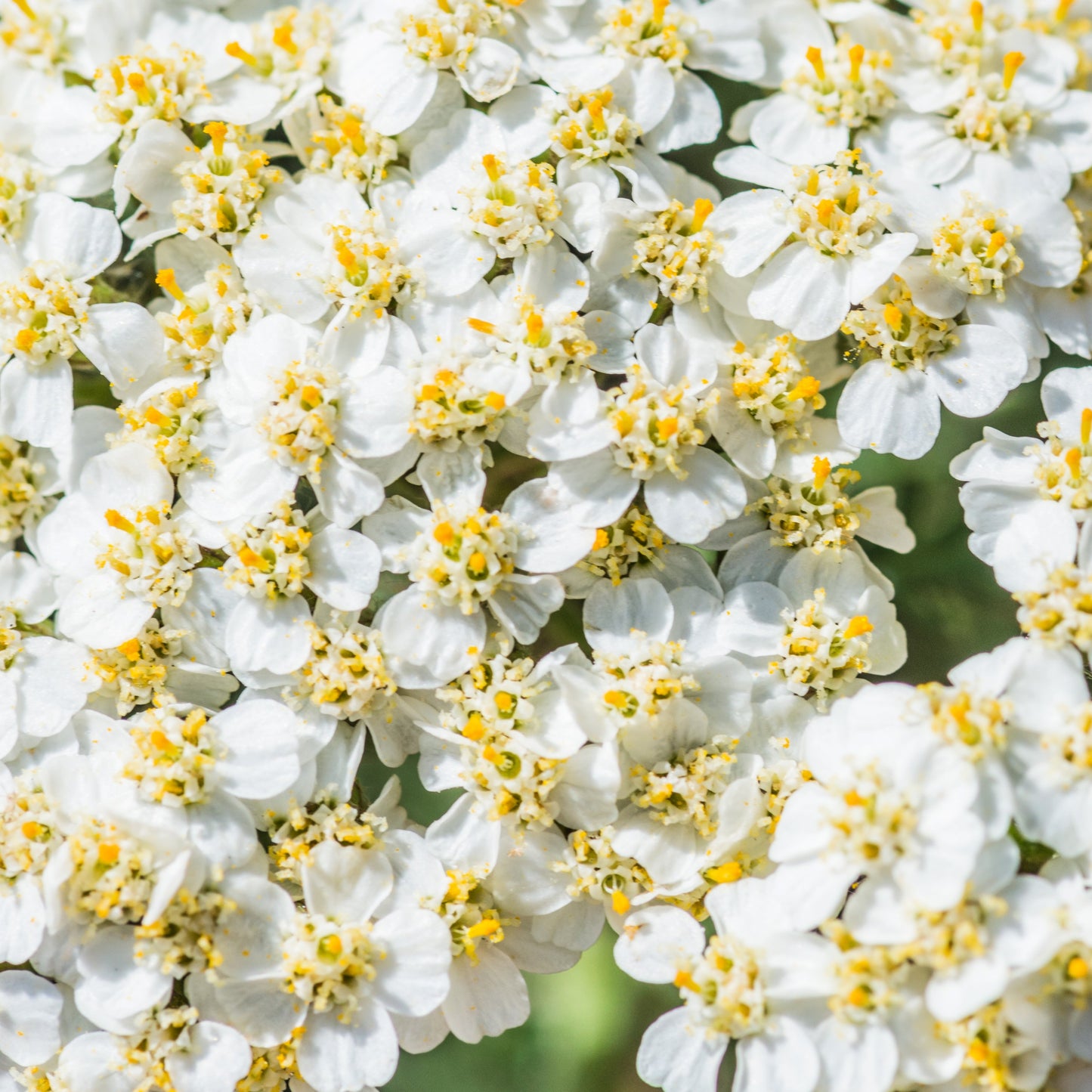 1000 WHITE YARROW Achillea Millefolium Flower Seeds