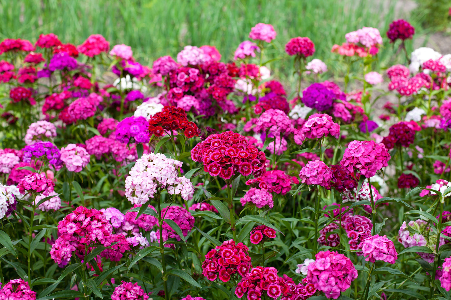 500 MIXED Colors SWEET WILLIAM Dianthus Barbatus Color Mix Red White Pink Bicolor Flower Seeds