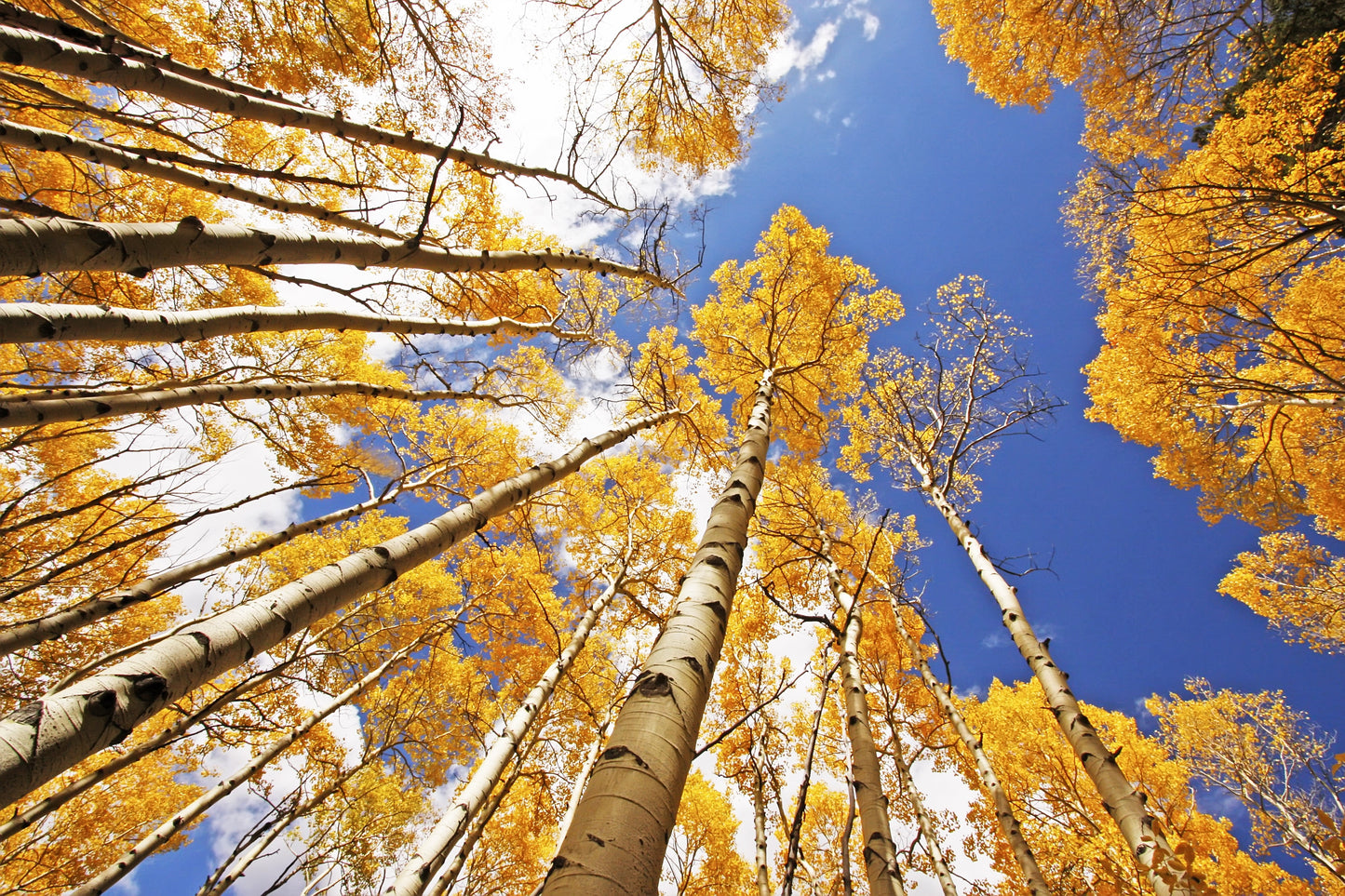 50 Golden QUAKING ASPEN TREE Populus Tremuloides White Bark Yellow Fall Cold Hardy Seeds