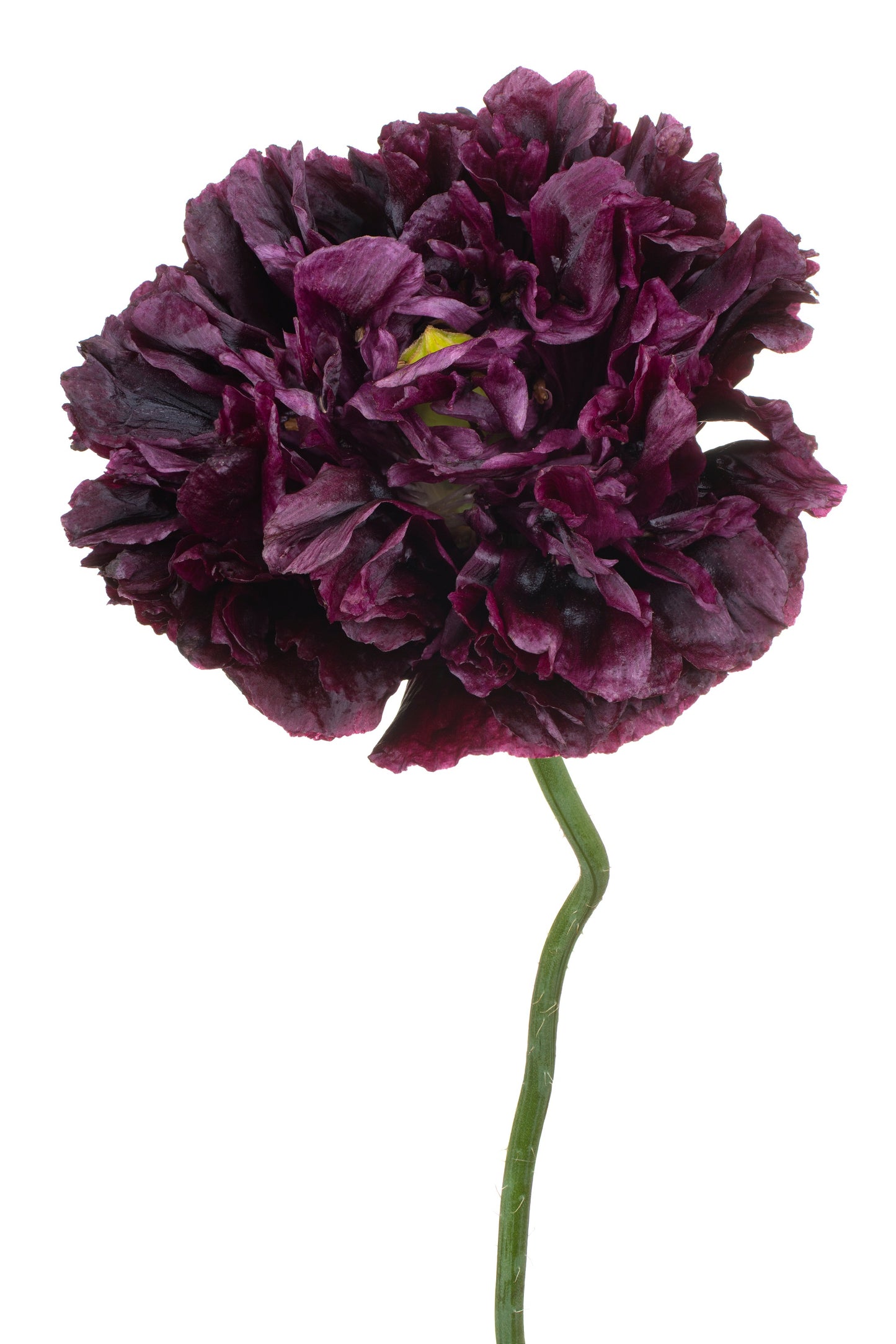 250 BLACK PEONY POPPY Papaver Peoniflorum Flower Seeds